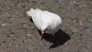 Сватбеният гълъб трябваше да спаси спешно